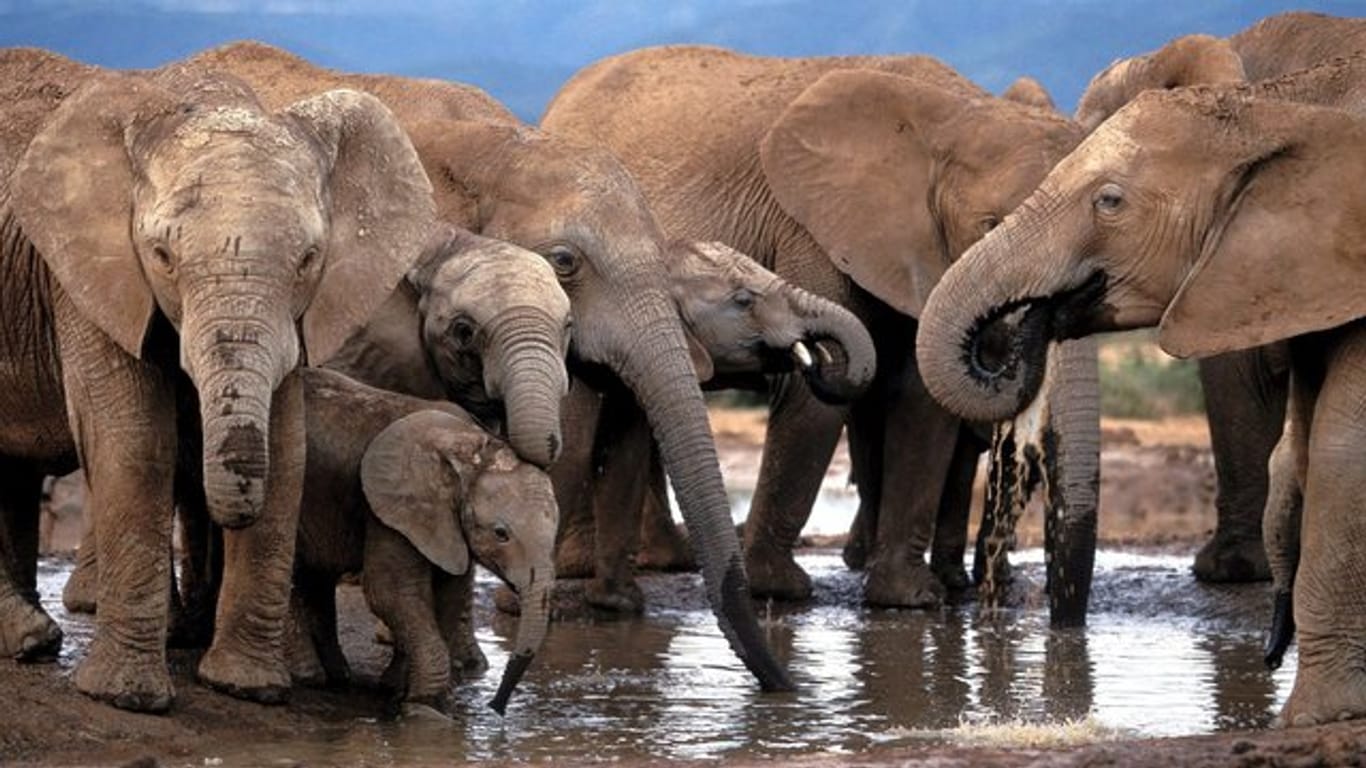 Elefanten in einem Nationalpark in Südafrika.