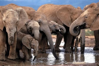 Elefanten in einem Nationalpark in Südafrika: Nach einer Entscheidung von US-Präsident Donald Trump, ist es in den USA wieder legal, Körperteile von Elefanten einzuführen.