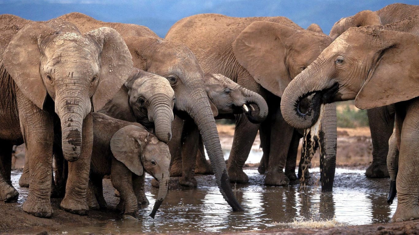 Elefanten in einem Nationalpark in Südafrika: Nach einer Entscheidung von US-Präsident Donald Trump, ist es in den USA wieder legal, Körperteile von Elefanten einzuführen.