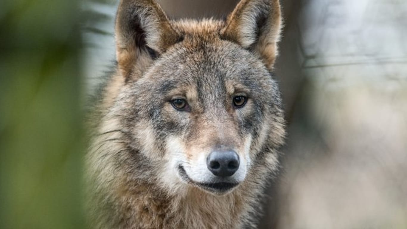 Ein Wolf (Canis Lupus Lupus).
