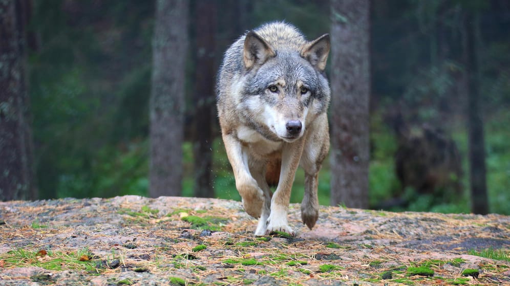 Wolf: Nur wenige Menschen treffen in ihrem Leben auf dieses Tier.