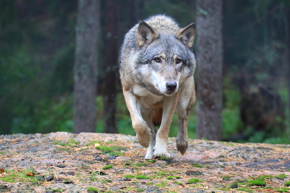 Wolf: Nur wenige Menschen treffen in ihrem Leben auf dieses Tier.