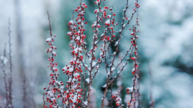 Gehölze mit roten Beeren verbreiten wie von selbst eine weihnachtliche Atmosphäre.