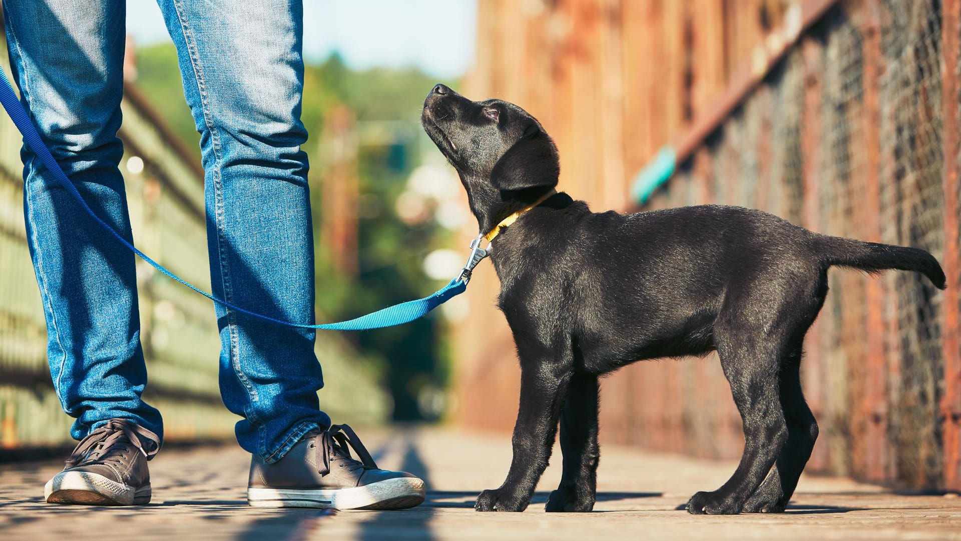 Morning walk with dog