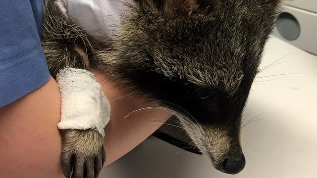 Das Waschbär-Mädchen Jacky hat jetzt einen Schrittmacher.