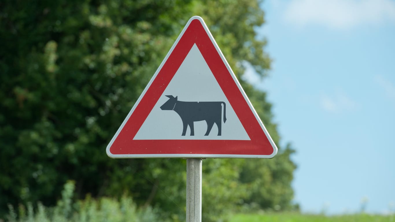 Dieses Verkehrszeichen bedeutet: "Achtung! Hier kann Viehtrieb stattfinden". Autofahrer sollten hier mit Weidetieren rechnen, die unbeaufsichtigt die Straße überqueren.