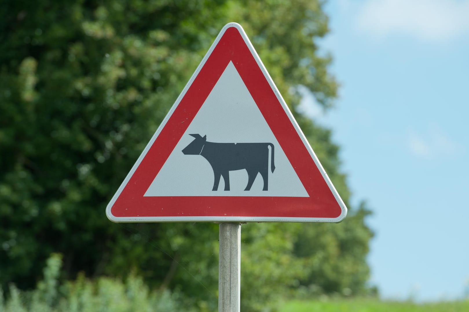 Dieses Verkehrszeichen bedeutet: "Achtung! Hier kann Viehtrieb stattfinden". Autofahrer sollten hier mit Weidetieren rechnen, die unbeaufsichtigt die Straße überqueren.