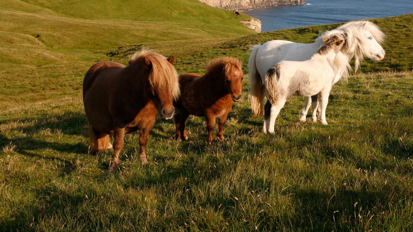 Shetland-Ponys in Schottland (Symbolbild)