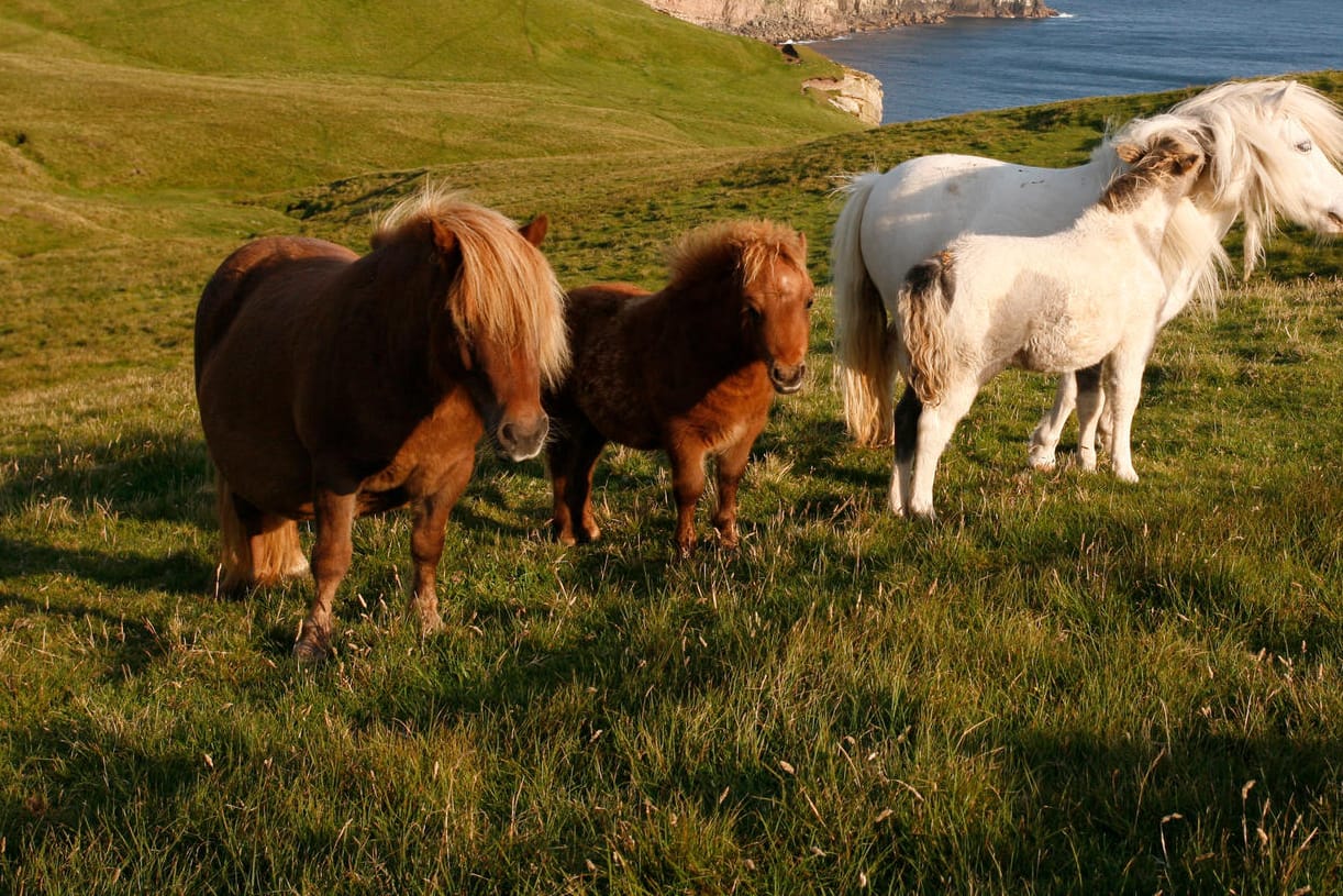 Shetland-Ponys in Schottland (Symbolbild)