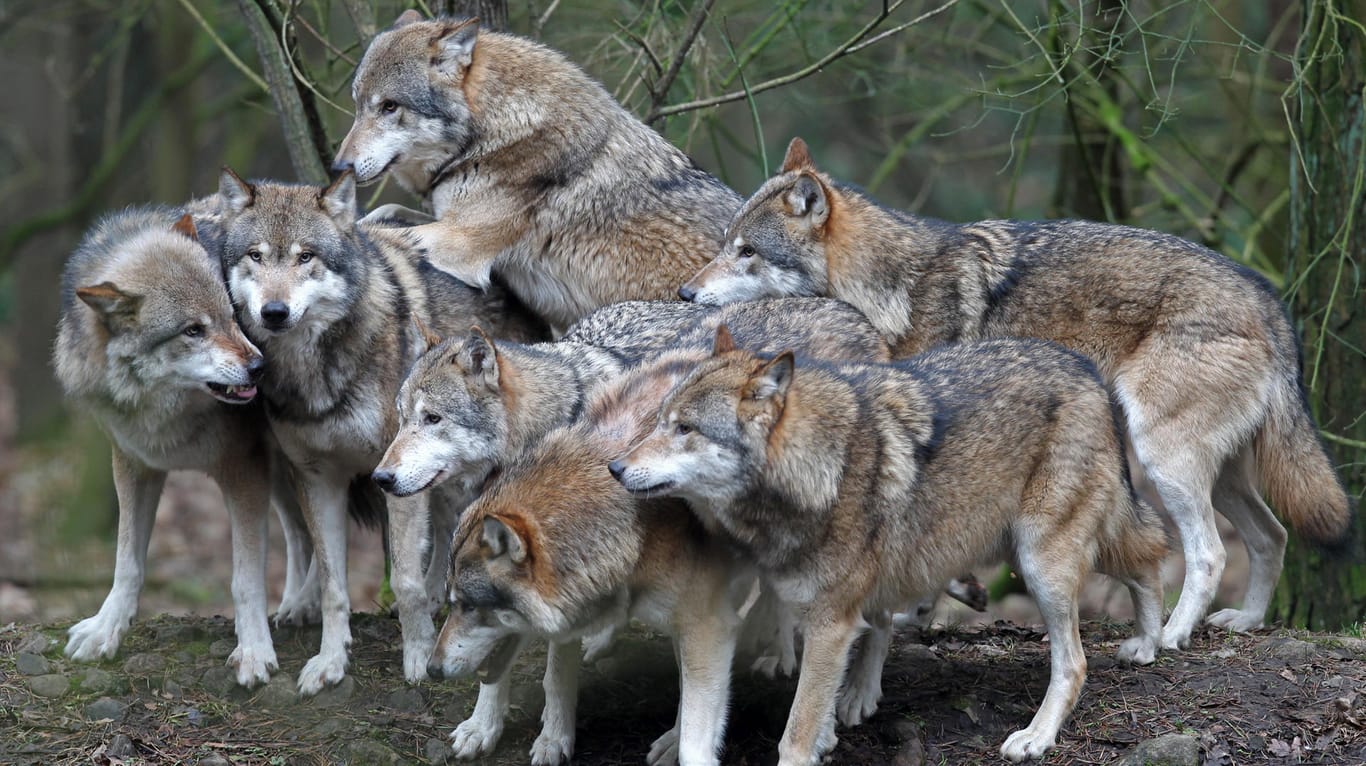 Im Natur- und Umweltpark in Güstrow ist ein Rudel Wölfe unterwegs.