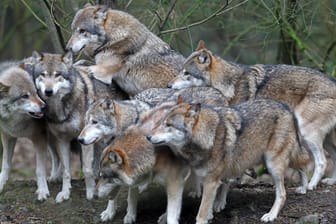 Im Natur- und Umweltpark in Güstrow ist ein Rudel Wölfe unterwegs.