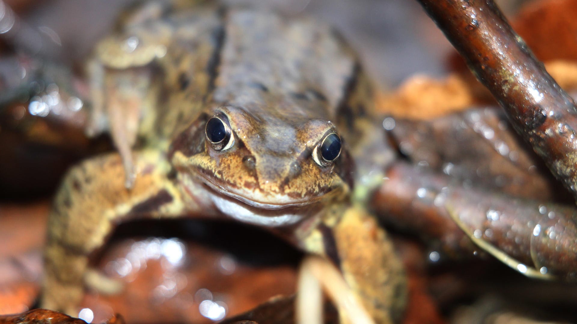 Grasfrosch auf dem Weg zum Laichplatz