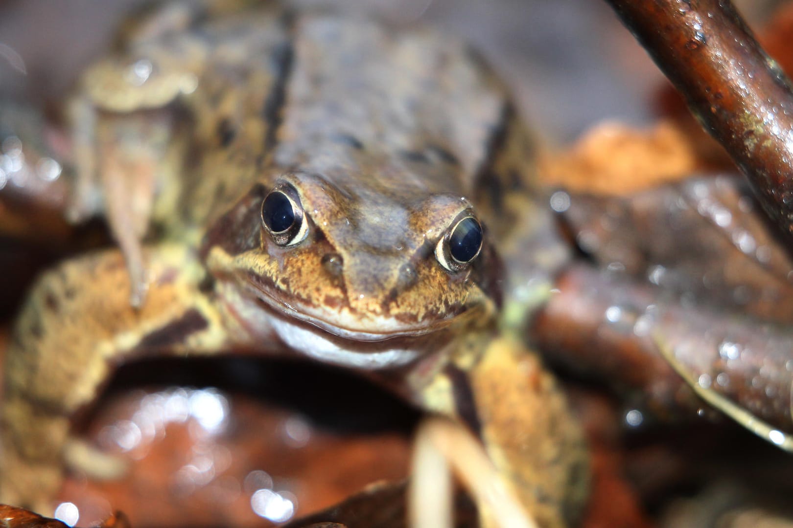 Grasfrosch auf dem Weg zum Laichplatz