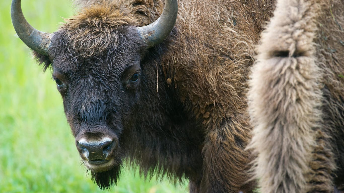 Wisente sind eng verwandt mit dem amerikanischen Bison. Kehren die Tiere zurück nach Mitteleuropa?