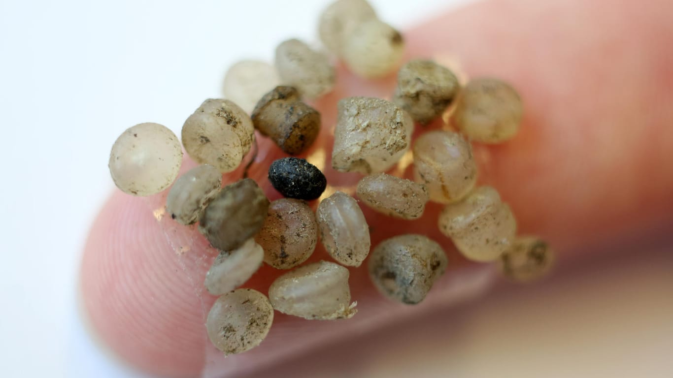 Mikroplastik-Teilchen, die am Ufer der Warnow in Rostock gefunden wurden, kleben an einem Klebestreifen an einem Finger.