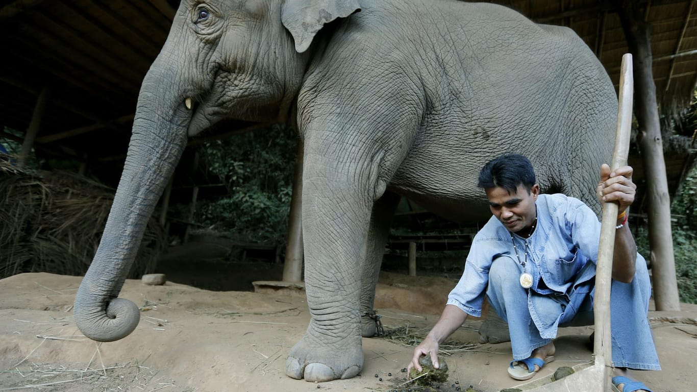 Elefanten sind in Thailand eine sehr beliebte Touristenattraktion und werden oft in Filmen eingesetzt.