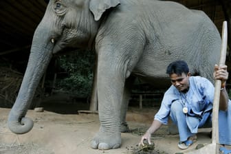 Elefanten sind in Thailand eine sehr beliebte Touristenattraktion und werden oft in Filmen eingesetzt.