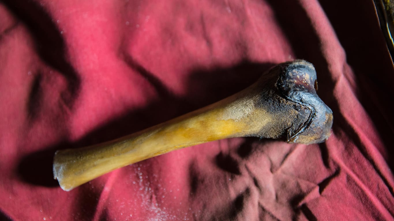 Oberschenkelknochen aus dem verwesten Körper eines Yetis