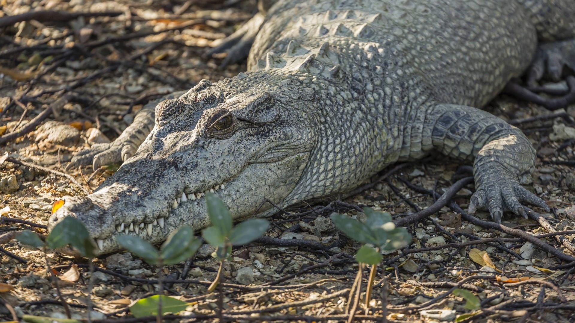 Salzwasserkrokodil in Australien: Eine Urlauberin filmte ihren wohl schrecklichsten Urlaubsmoment.