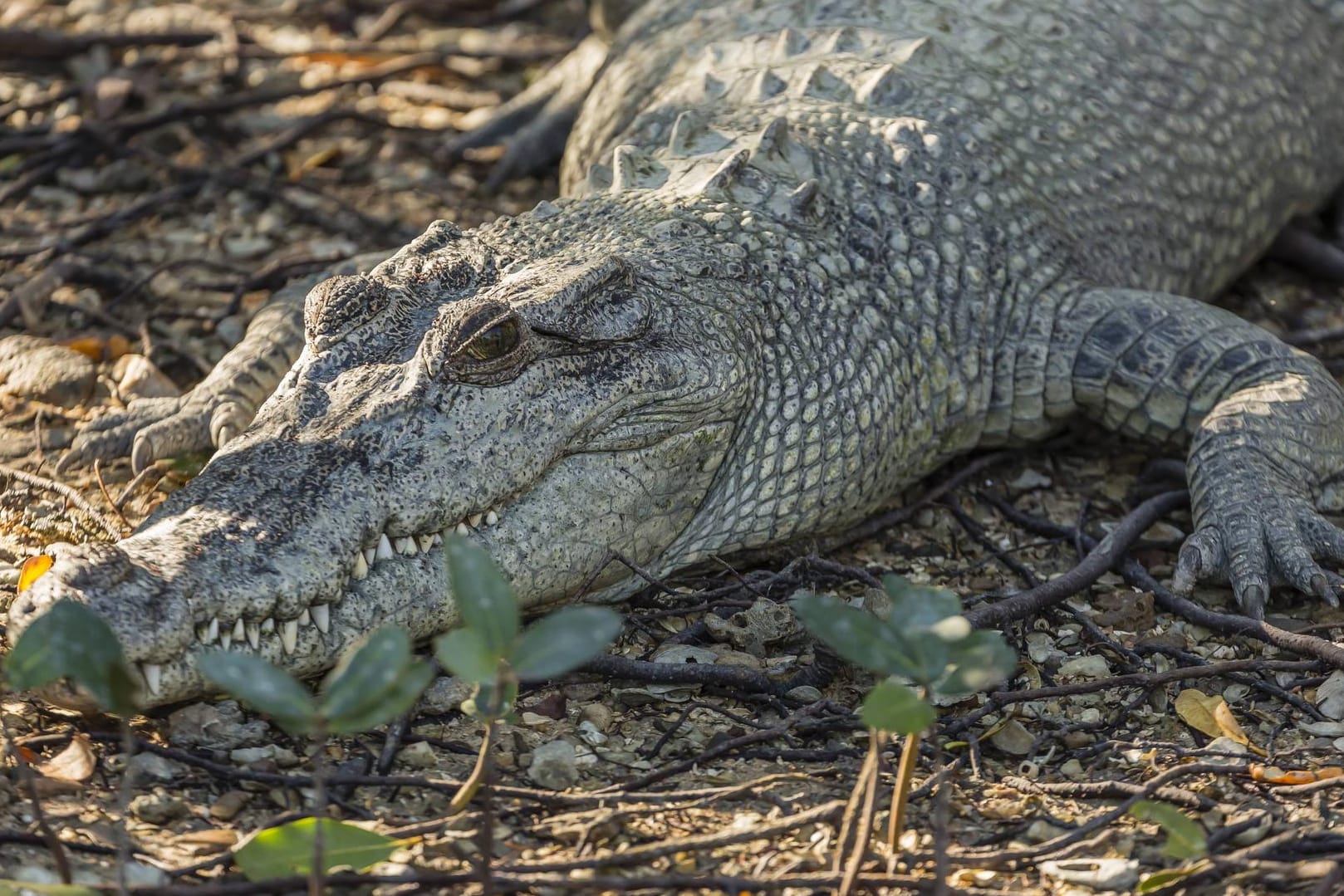 Salzwasserkrokodil in Australien: Eine Urlauberin filmte ihren wohl schrecklichsten Urlaubsmoment.