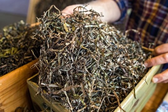 Mit Naturfasern wie getrocknetes Seegras oder Jute werden auch Teppiche hergestellt.