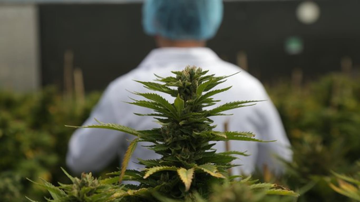 Ein Mitarbeiter der Firma International Cannabis Corp (ICC) arbeitet an der Cannabis-Produktion in Uruguay.