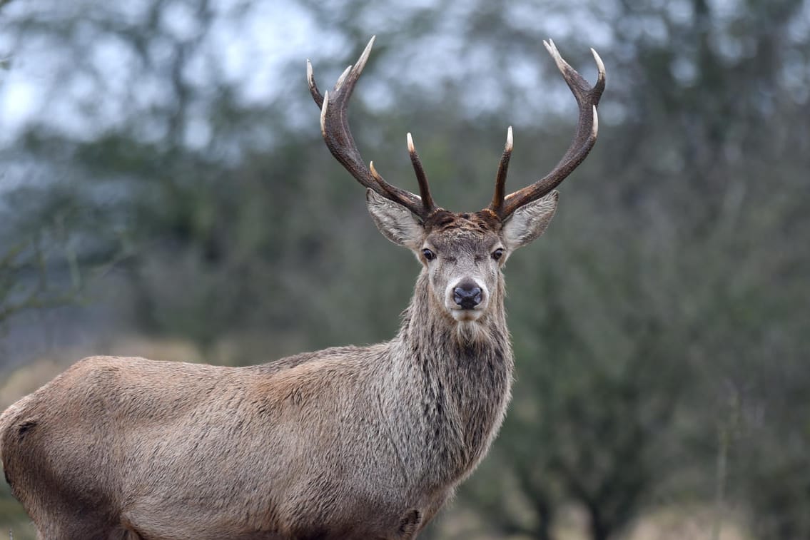In Thüringen hat ein Hirsch eine Frau attackiert. (Symbolbild)