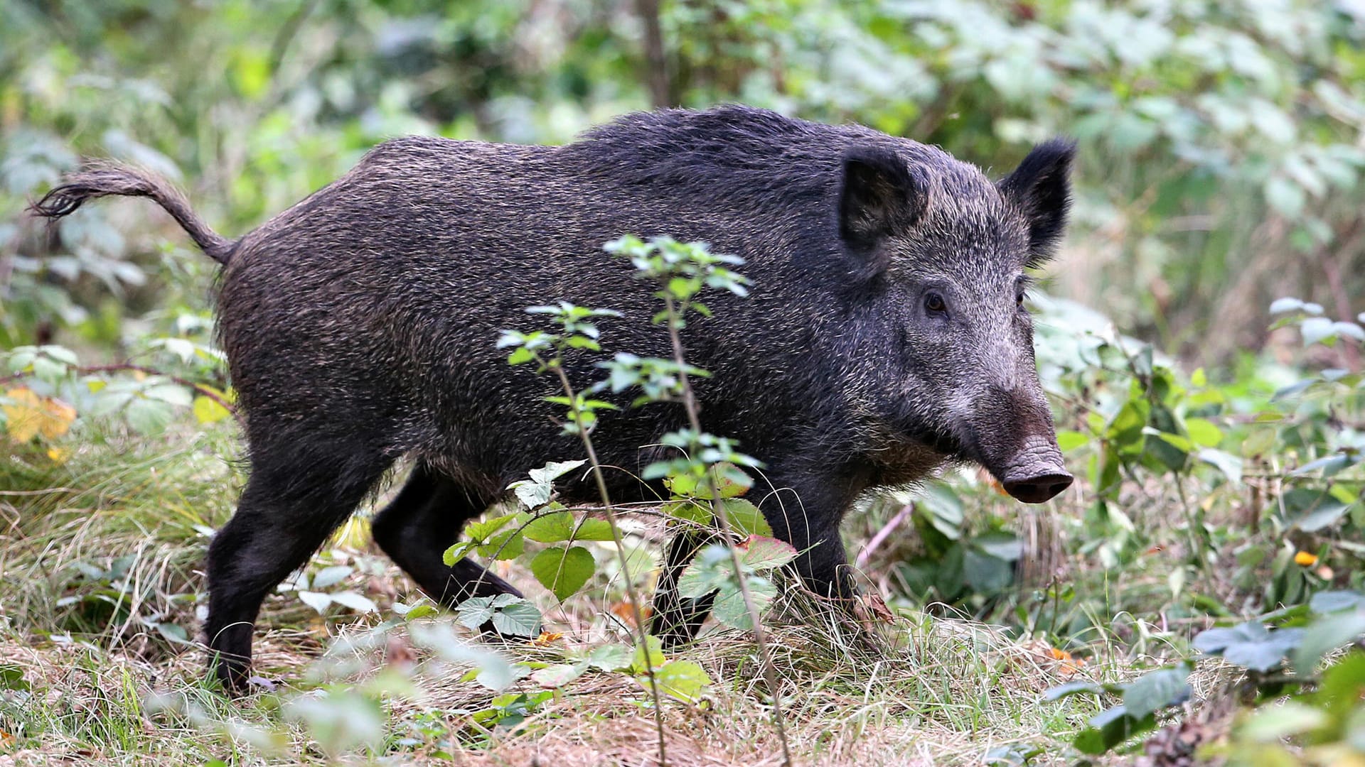 Wildschwein im Wald