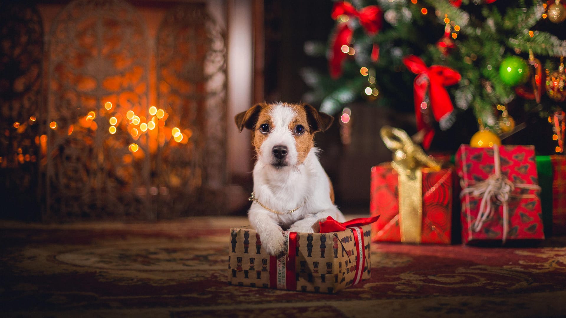 Dog Jack Russell Terrier. Puppy. Christmas,