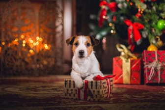 Dog Jack Russell Terrier. Puppy. Christmas,