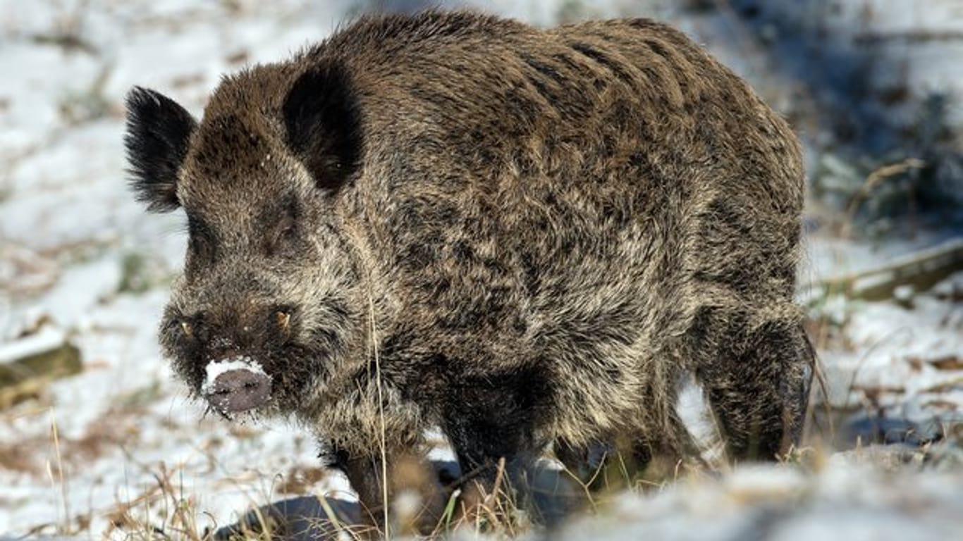 Bei einer Jagd in Vorpommern ist ein Jäger von einem verletzten Wildschwein angegriffen und tödlich verletzt worden.