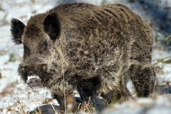 Bei einer Jagd in Vorpommern ist ein Jäger von einem verletzten Wildschwein angegriffen und tödlich verletzt worden.