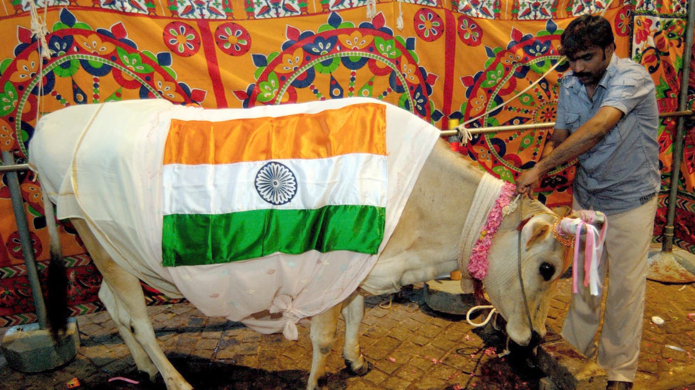 Mann mit geschmückter Kuh: Hindus ist die Kuh heilig. Einige militante Hindu-Gruppen lynchen Muslime, weil sie Rindfleisch essen.