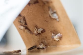 Lebensmittelmotten: Mottenfallen sind ideal, um die Schädlinge zu fangen, die Sie nicht auf Anhieb sehen.