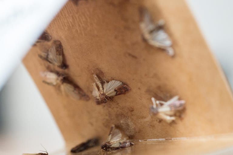 Lebensmittelmotten kleben in einer Mottenfalle: Um sicher zu gehen, dass man tatsächlich alle Motten, Larven und Eier beseitigt hat, sollte man eine Mottenfalle aufstellen.