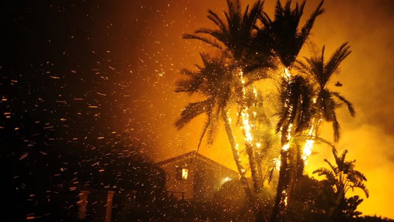Im kalifornischen Santa Paula brennen Palmen vor einem Haus nieder.