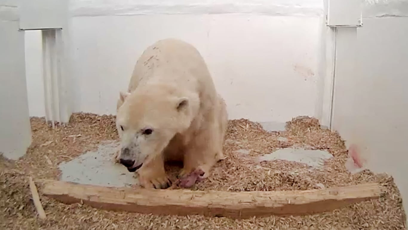 Die Eisbärin Tonja aus dem Berliner Tierpark hat wieder Nachwuchs.