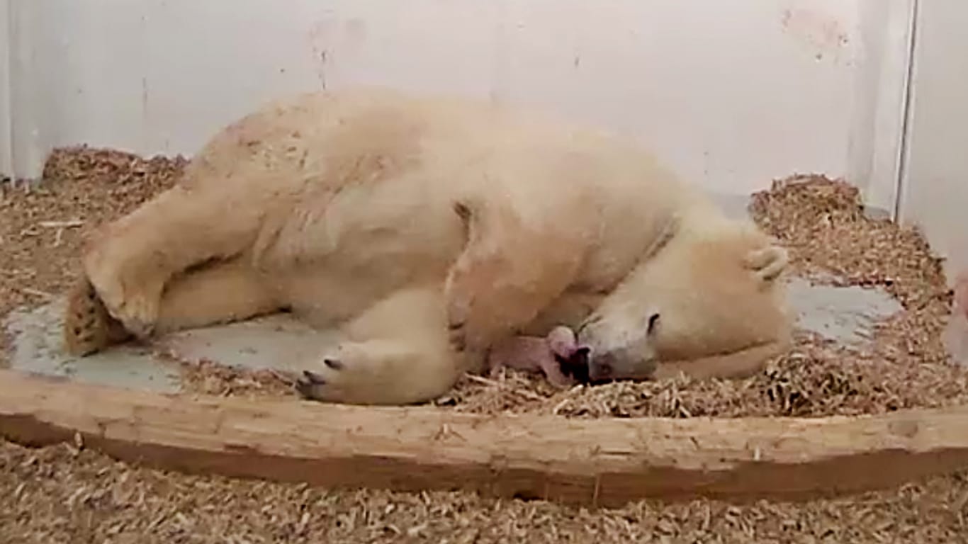 Das Eisbärenbaby ist etwa meerschweinchengroß und hat noch kein typisch flauschiges Fell.