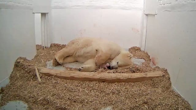 Die Eisbärin Tonja hat ihr Junges ganz nah bei sich.