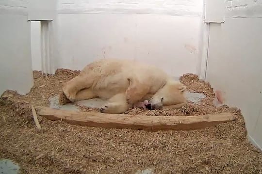 Die Eisbärin Tonja hat ihr Junges ganz nah bei sich.