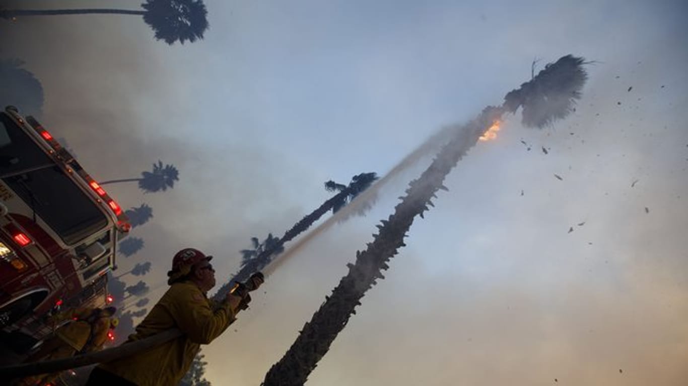 Ein Feuerwehrmann versucht im San Diego County eine brennende Palme zu löschen.
