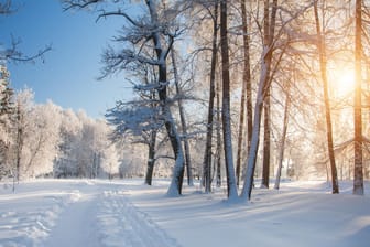 Schnee: Er kann ein massives Gewicht erlangen und Hausdächer zum Ein- oder Bäume zum Umstürzen bringen.