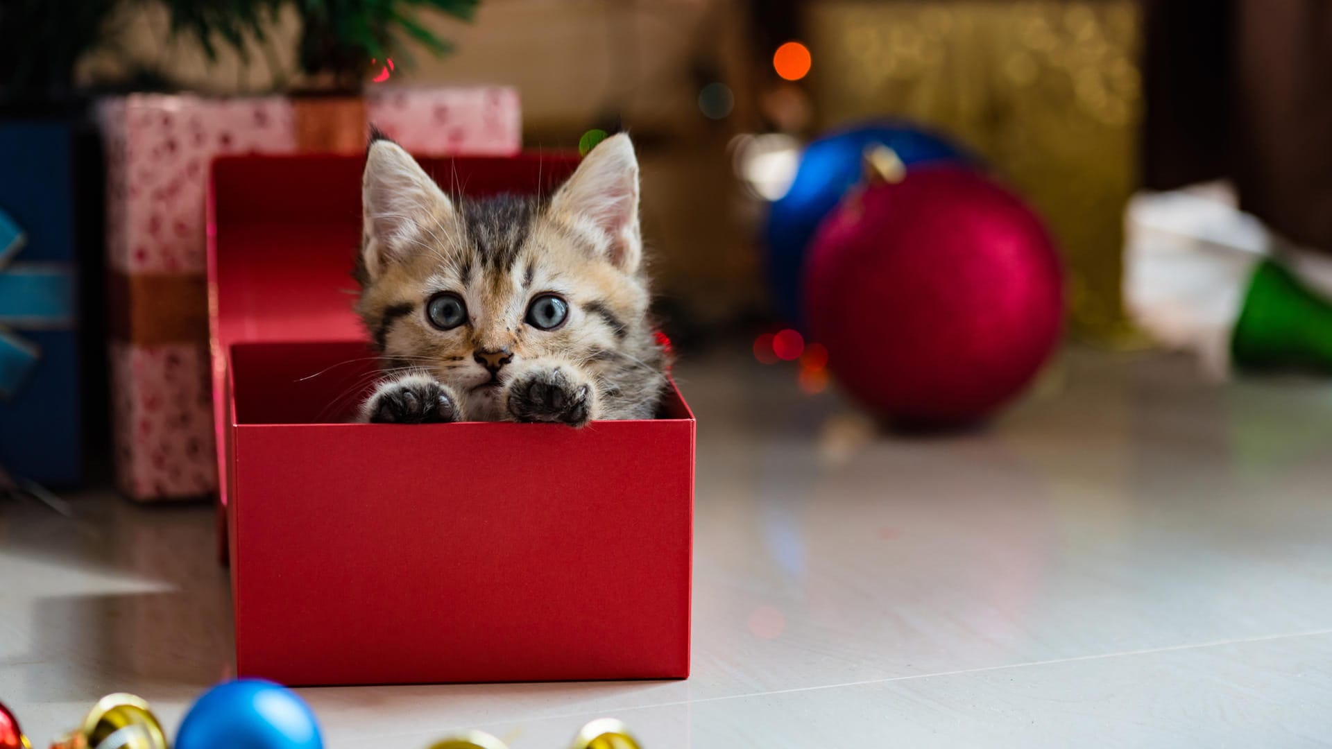 Die Anschaffung von Katze, Hamster und Co. sollte gut überlegt sein.