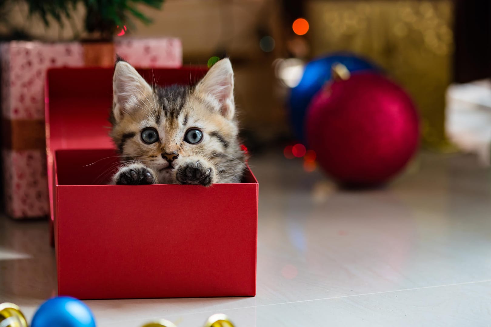 Die Anschaffung von Katze, Hamster und Co. sollte gut überlegt sein.