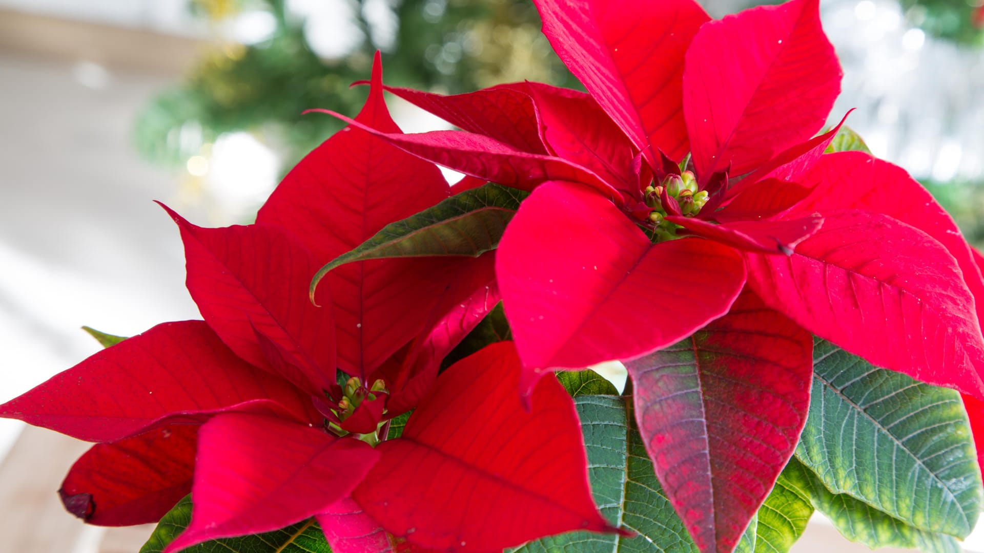 Roter Weihnachtsstern