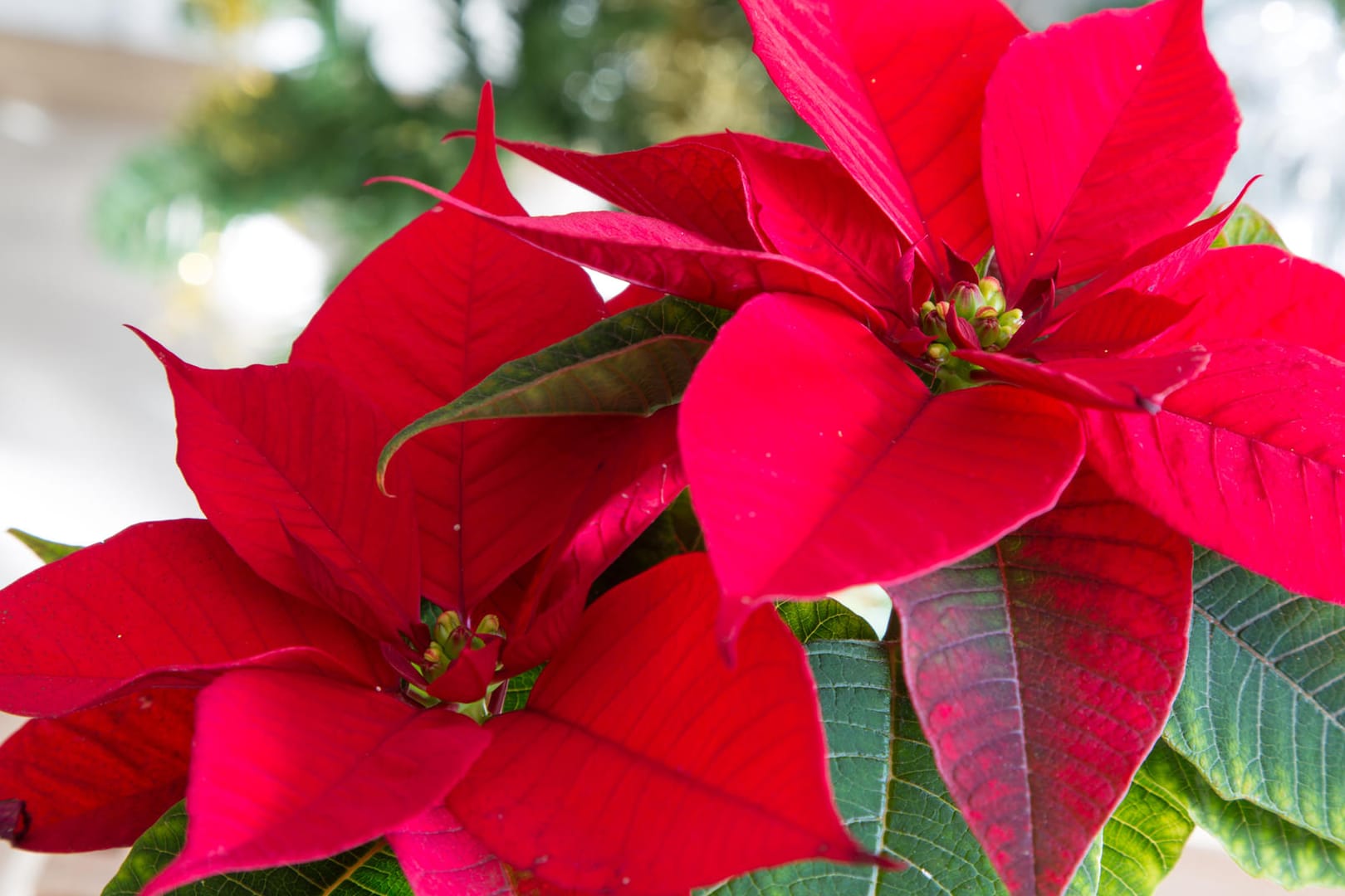 Roter Weihnachtsstern