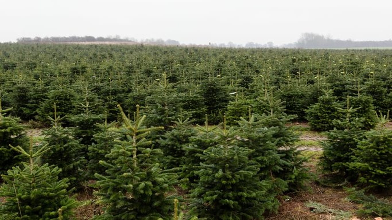 Laut einer Studie sind viele Weihnachtsbäume mit Pestiziden belastet.