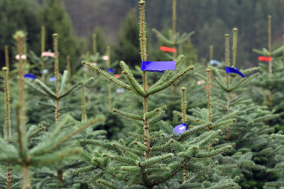 Nordmanntannen sind beliebte Weihnachstbäume. Nun wurden in Stichproben Pestizide auf dem Bäumen gefunden.