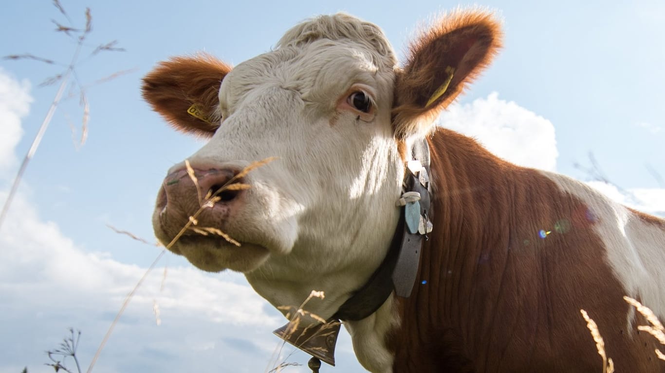 Prozess um Kuhglockengeläut: Kühe dürfen auf der Weide mit Glocke grasen.