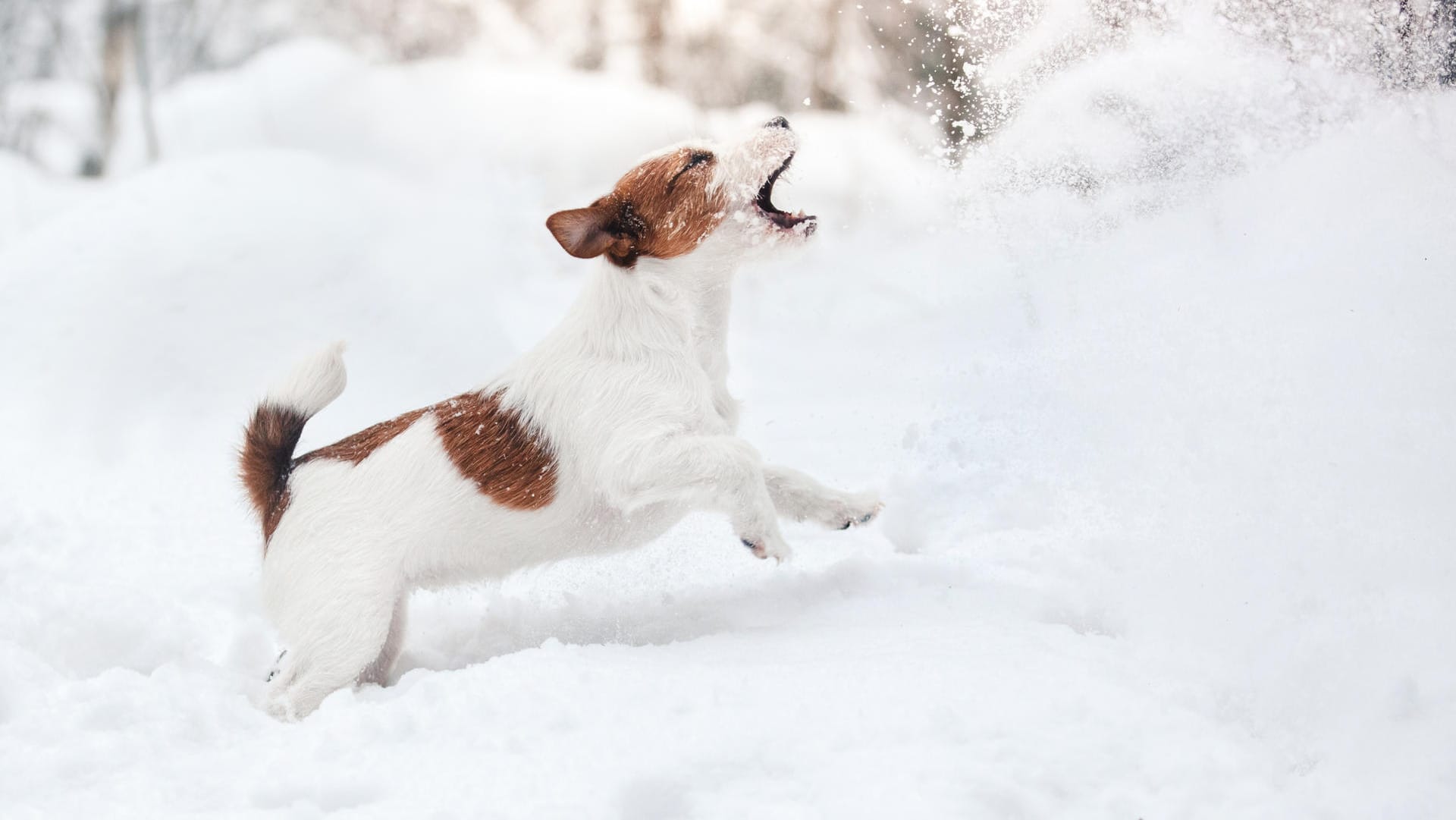 Hund: Im Winter gibt es einiges zu beachten.